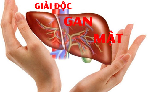 giải độc Gan và Mật