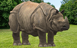 Top 10 Loài Động Vật Có Nguy Cơ Tuyệt Chủng Đến Năm 2024