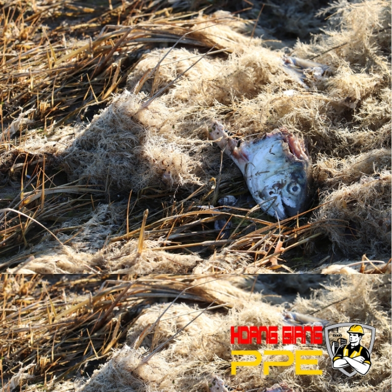 ảnh hưởng của ô nhiễm không khí